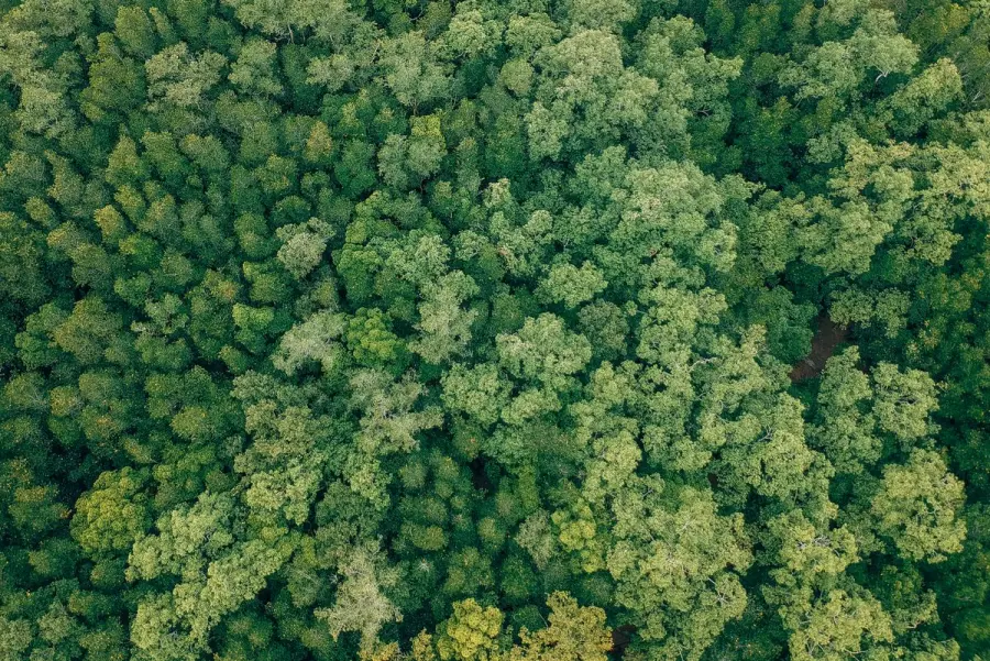 Lombardia, svolta nella manutenzione delle foreste: nuove regole per i terreni abbandonati