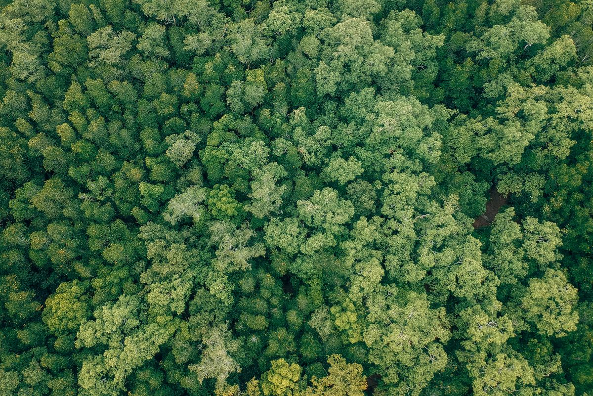 foresta