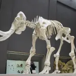 Realtà aumentata, Milano riscopre i suoi archivi nascosti