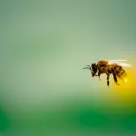 Puntura di ape: cosa fare subito per gestire il dolore, la reazione e l’ansia del momento