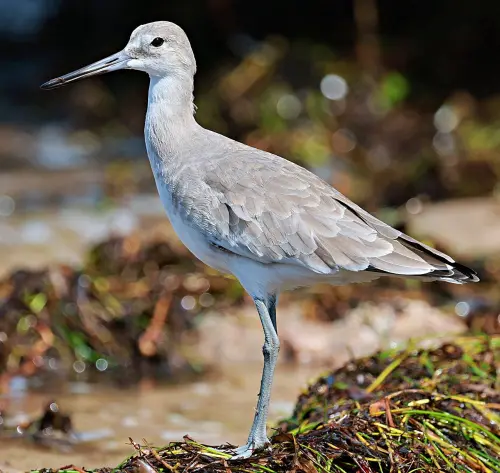 Palude Bruschera di Angera: camminare piano, guardare meglio, fotografare la biodiversità