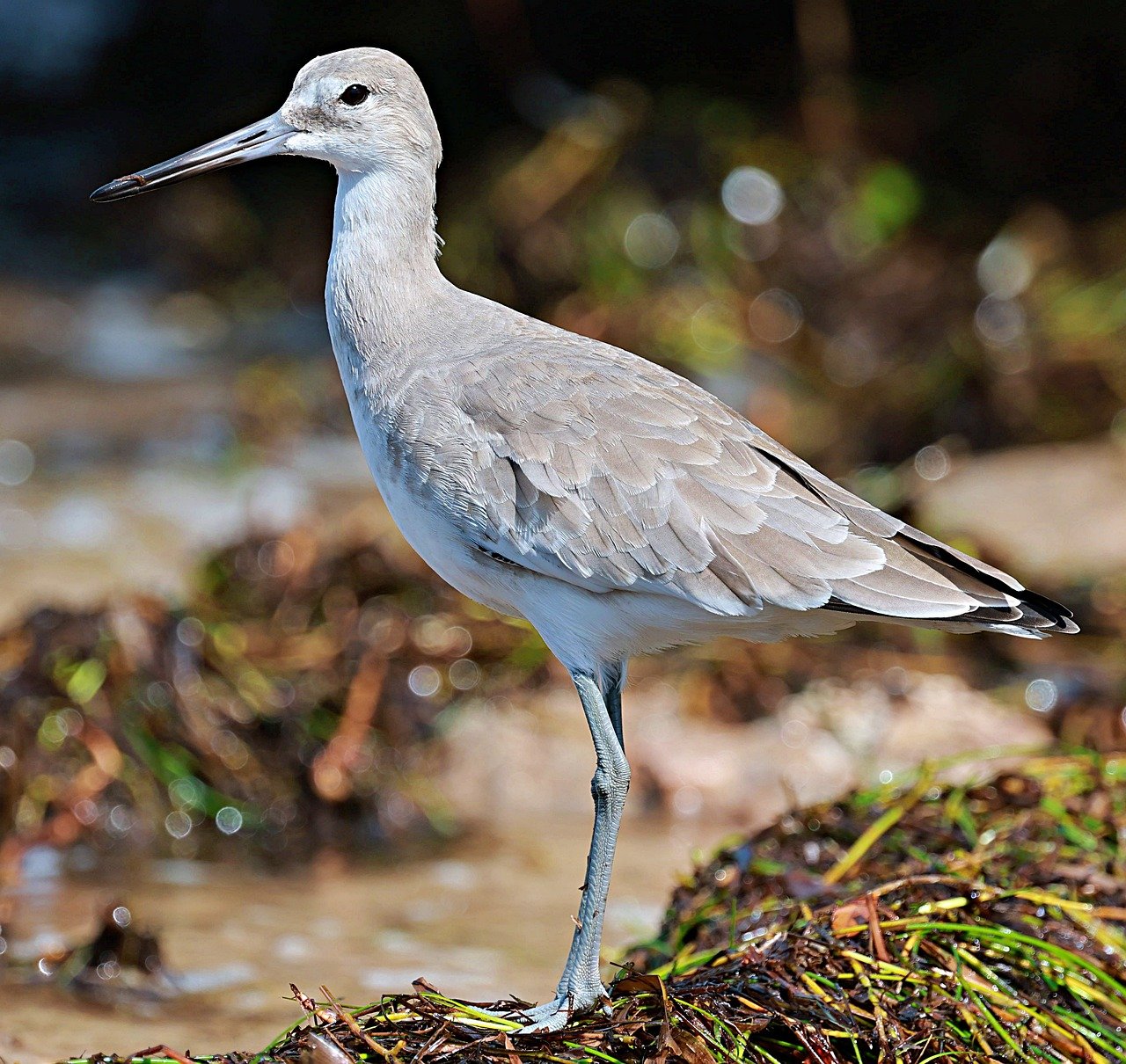 Palude Bruschera di Angera: camminare piano, guardare meglio, fotografare la biodiversità