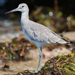 Palude Bruschera di Angera: camminare piano, guardare meglio, fotografare la biodiversità