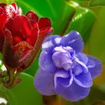 Piante a fiore, scoperto come viene scelta la cellula madre del gamete femminile