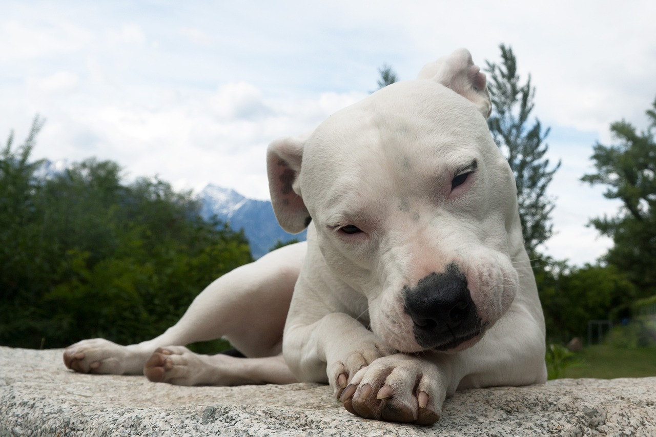 Dogo argentino caratteristiche: la forza calma, la sensibilità profonda e la struttura elegante di un cane creato per unire potenza e lealtà