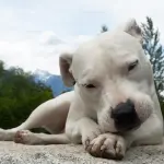 Dogo argentino caratteristiche: la forza calma, la sensibilità profonda e la struttura elegante di un cane creato per unire potenza e lealtà