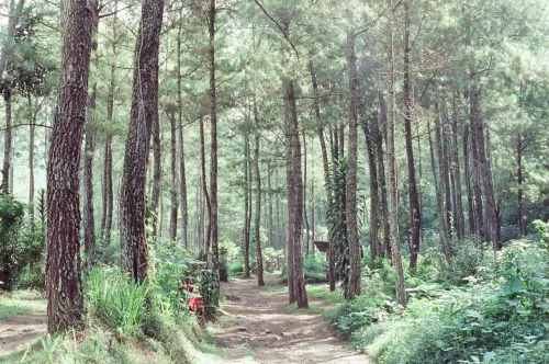 Foreste in Lombardia: crescita, criticità e il nodo della filiera del legno