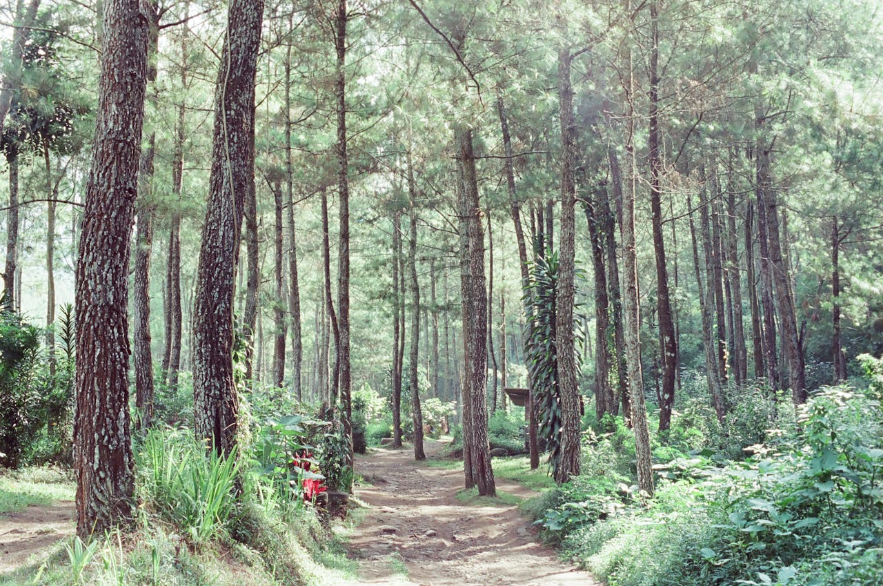Foreste in Lombardia: crescita, criticità e il nodo della filiera del legno