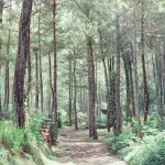 Foreste in Lombardia: crescita, criticità e il nodo della filiera del legno