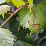 Vinitaly, l’Università Statale di Milano porta in fiera la ricerca che ripensa la difesa della vite