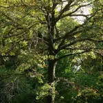 Bosco delle Querce di Seveso e Meda patrimonio europeo