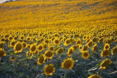 Milano si colora di giallo: apre il Campo dei Girasoli all'Oasi Ca' Granda