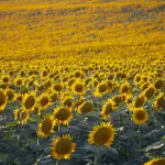Milano si colora di giallo: apre il Campo dei Girasoli all'Oasi Ca' Granda