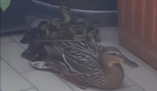 Corsico, mamma anatra e 12 piccoli bloccati su un balcone: interviene Enpa Milano