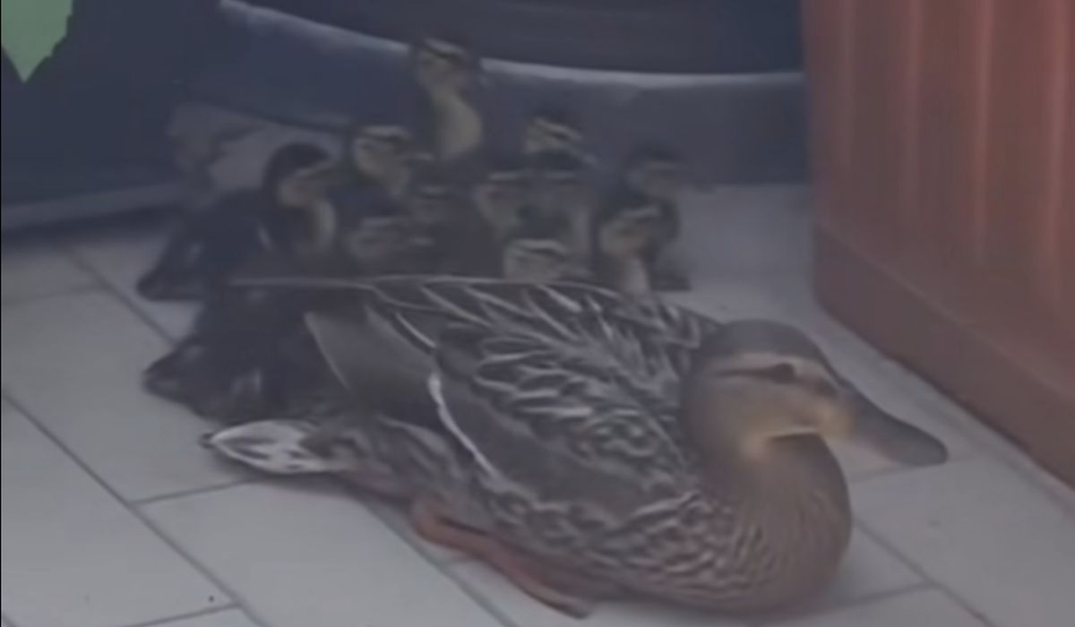 Corsico, mamma anatra e 12 piccoli bloccati su un balcone: interviene Enpa Milano
