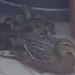 Corsico, mamma anatra e 12 piccoli bloccati su un balcone: interviene Enpa Milano