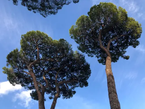 Piante senza acqua e aule bollenti: il Municipio 5 di Milano chiede interventi urgenti