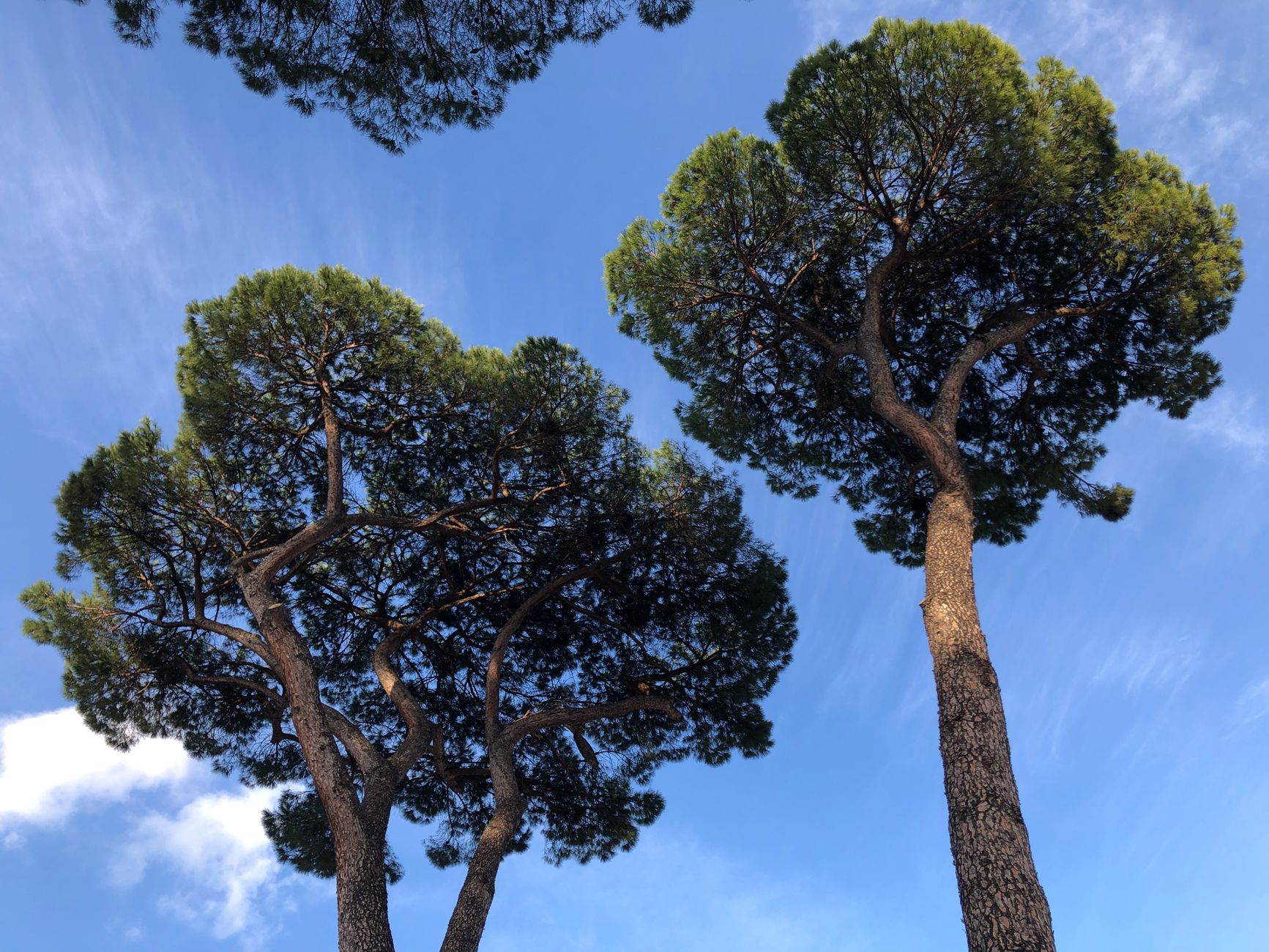 Piante senza acqua e aule bollenti: il Municipio 5 di Milano chiede interventi urgenti