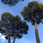 Piante senza acqua e aule bollenti: il Municipio 5 di Milano chiede interventi urgenti