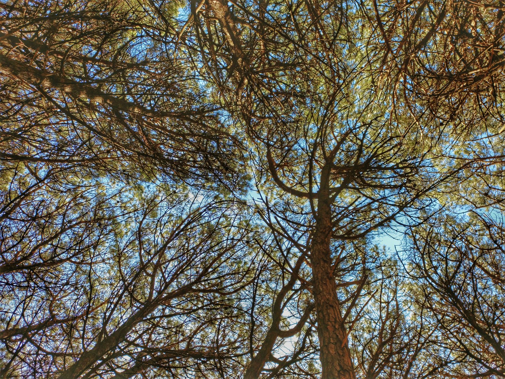 Più verde per abbassare le temperature: il piano della Statale per Milano