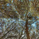 Più verde per abbassare le temperature: il piano della Statale per Milano