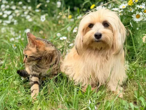Spesa solidale per cani e gatti: come partecipare alla raccolta nei supermercati