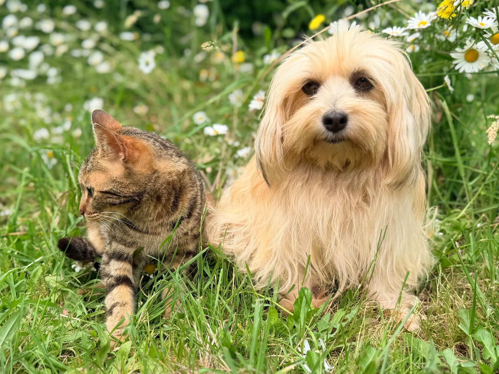 Spesa solidale per cani e gatti: come partecipare alla raccolta nei supermercati