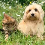 Spesa solidale per cani e gatti: come partecipare alla raccolta nei supermercati