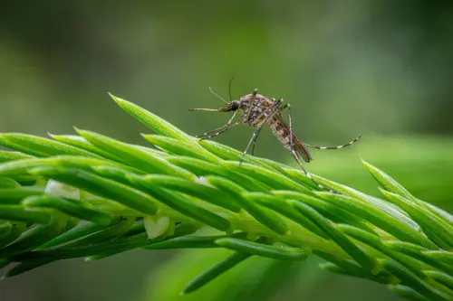 Close-up of a mosquito perched on a vibrant green plant branch, showcasing nature's details.