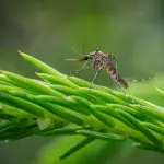Caso di dengue tra Nerviano e Parabiago: scatta la disinfestazione urgente
