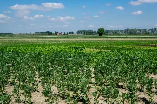 Vibrant agricultural landscape in Castellazzo Bormida, Piamonte, Italy under a clear blue sky.