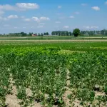 Agrobiodiversità, dalla Lombardia 714mila euro per cinque progetti di ricerca