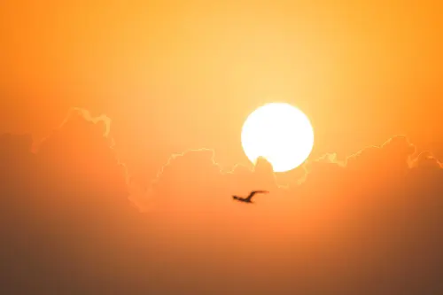 A bird in silhouette flies against a vivid sunset with glowing clouds and a bright sun.
