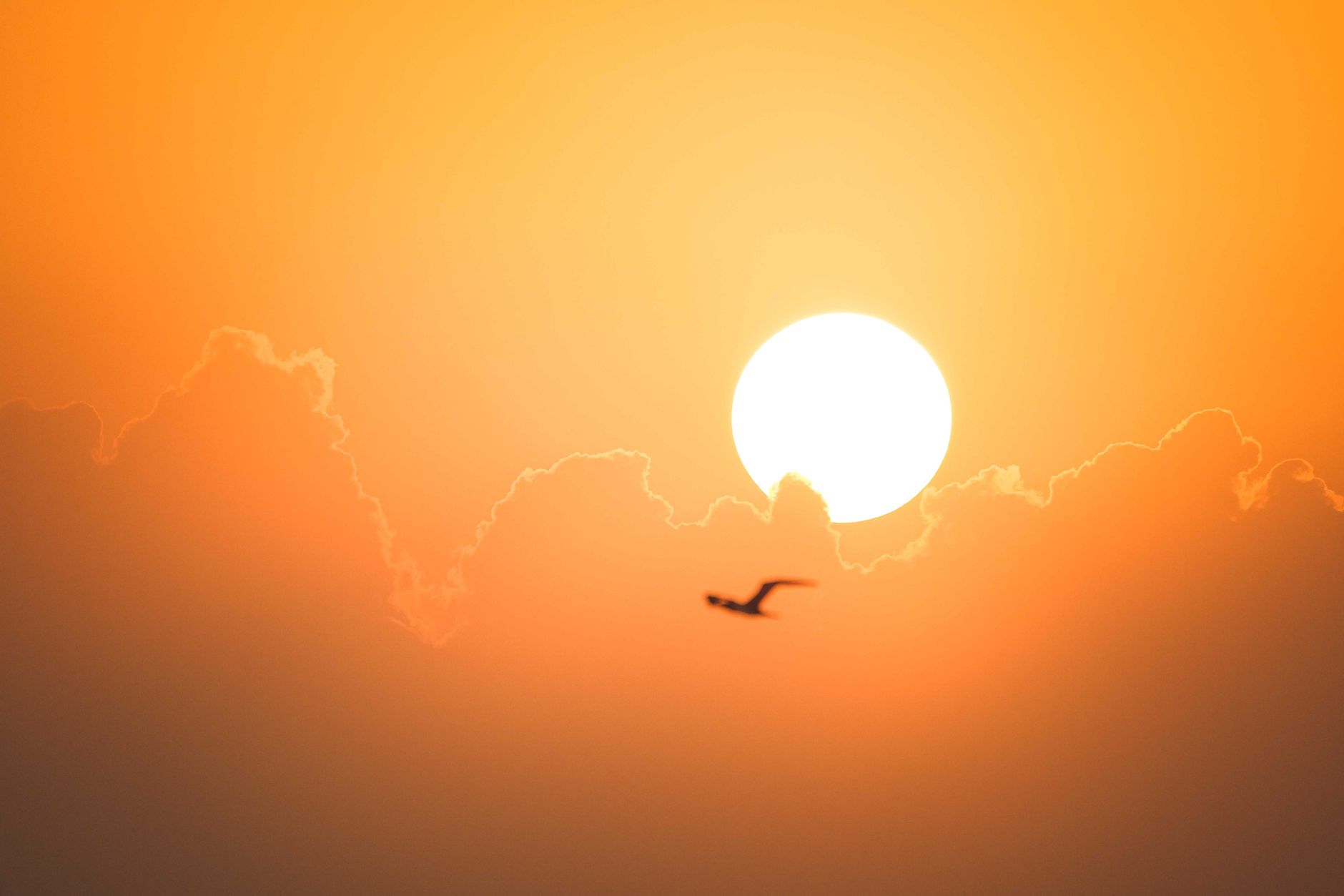 A bird in silhouette flies against a vivid sunset with glowing clouds and a bright sun.