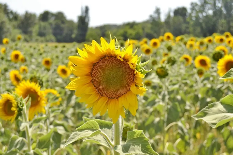 girasoli