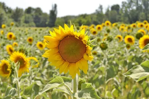 girasoli