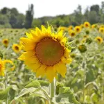 Vicino a Milano riapre il campo di girasoli: aperitivi, yoga e fiori da raccogliere