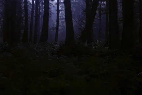 Bosco della Musica: la nuova infrastruttura culturale lombarda prende forma